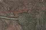 Silurian Fossil Crinoid (Scyphocrinites) Plate - Morocco #230248-1